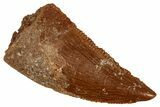 Serrated Raptor Tooth - Real Dinosaur Tooth #333379-1